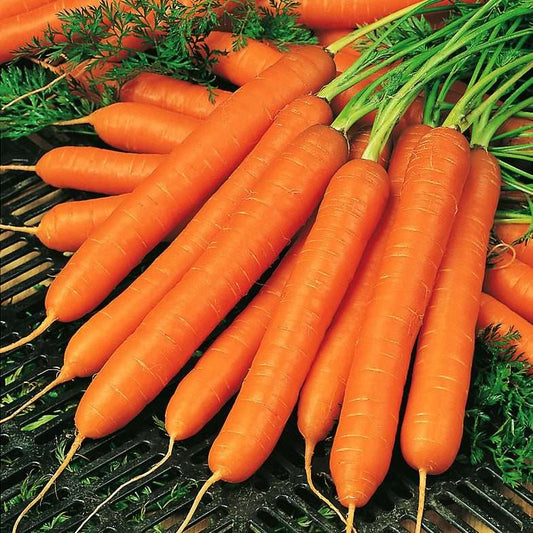 Carrot 'Amsterdam 3'