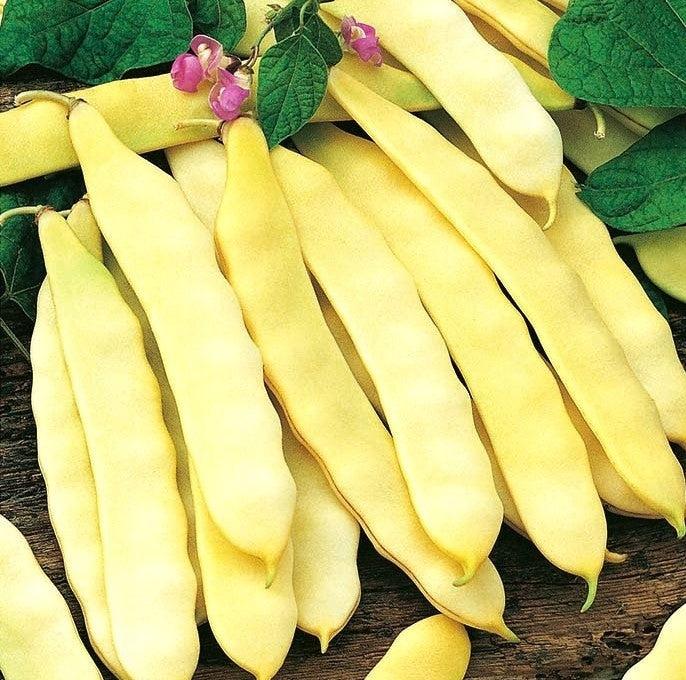 Dwarf bean 'Capitano'