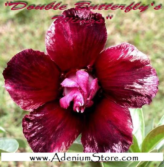 Adenium Obesum Double Butterfly Wing