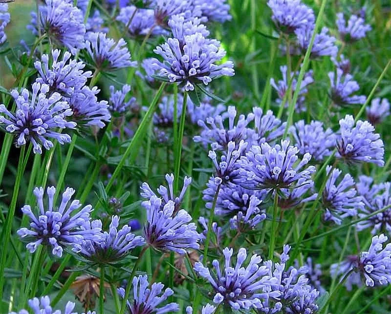 Asperula 'Blue Woodruff'