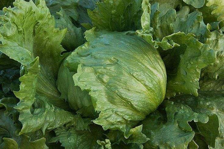 Iceberg lettuce 'Great Lakes'