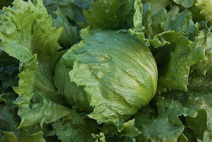 Great Lakes Lettuce 118