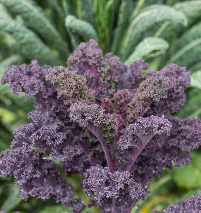Kale 'Scarlet'