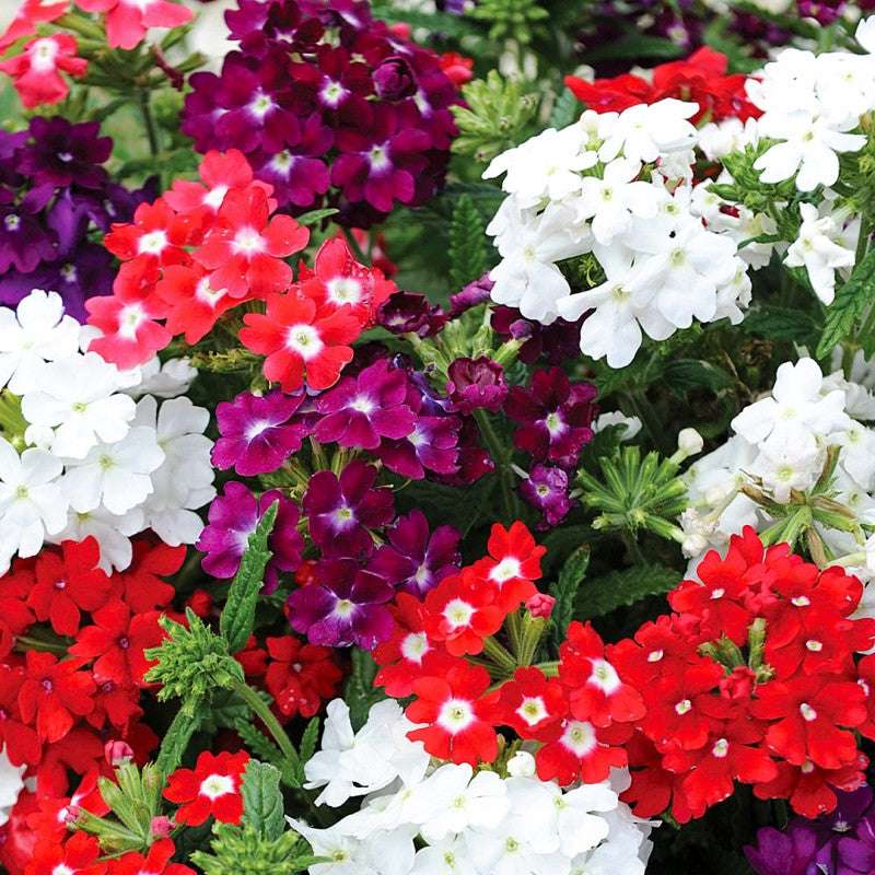 Verbena Mix