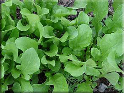 Arugula