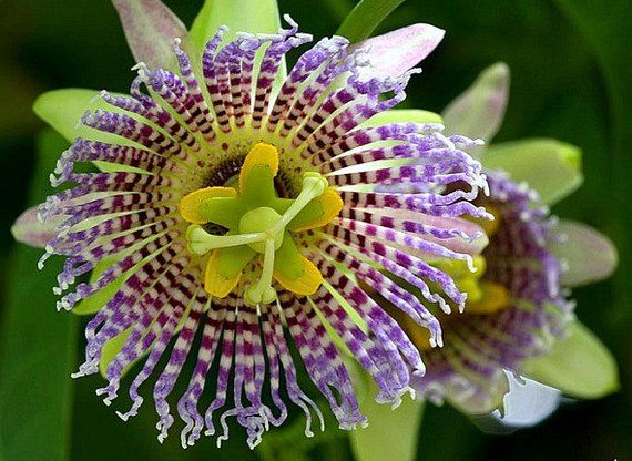 Passiflora ligularis Sweet Granadilla