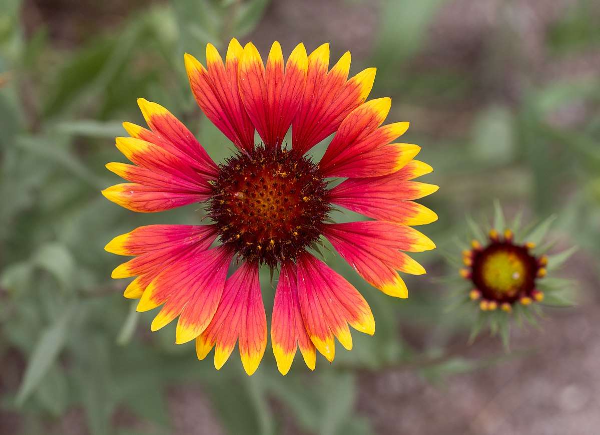 Gaillardia Pulchella - Indian Blanket