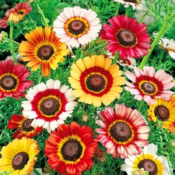 Tricolor Daisy