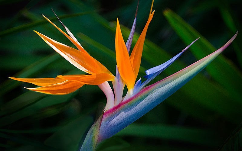 Bird of paradise - Strelitzia reginae