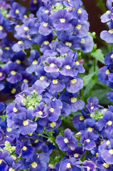 Nemesia Blue Gem