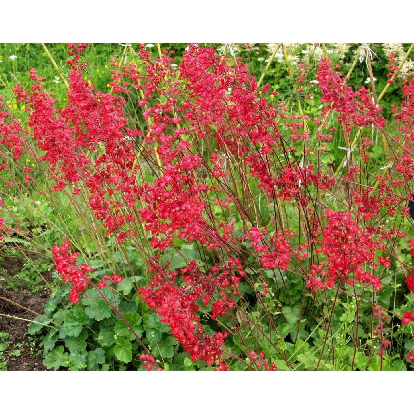 Red Coral Bells