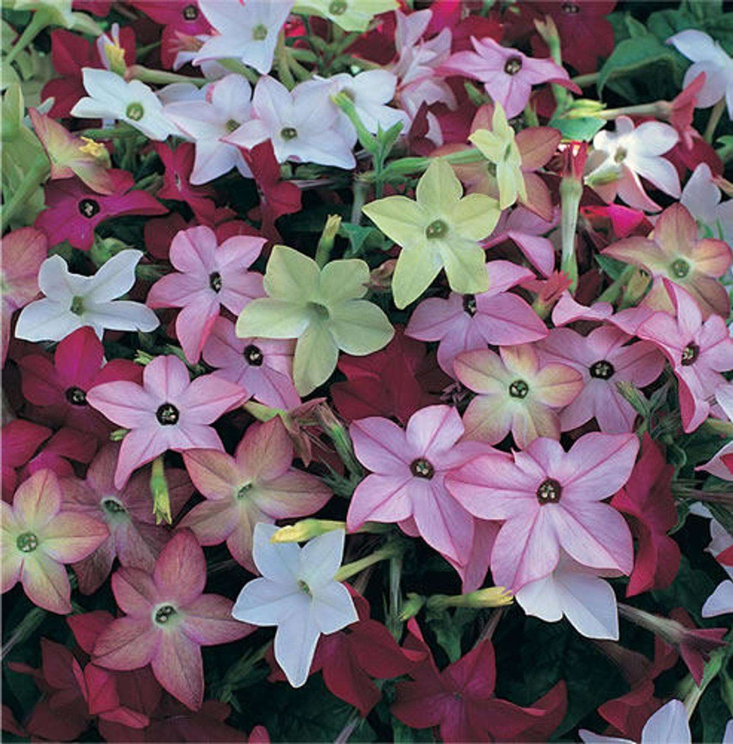 Fragrant flowers mix