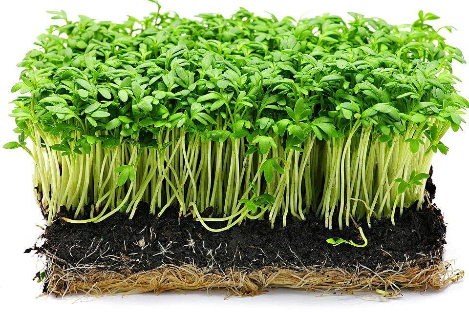 Cress - Lepidium sativum