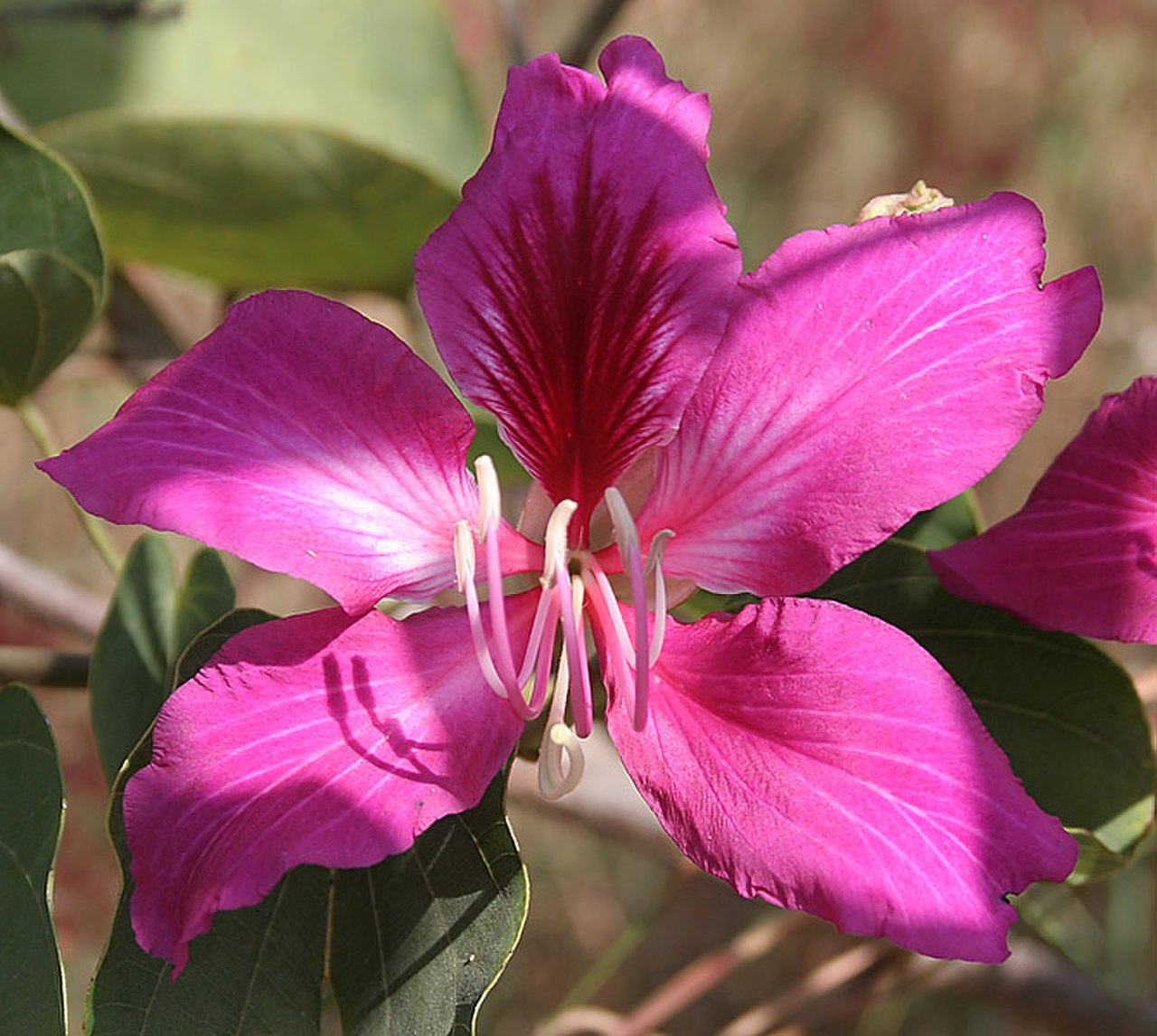 Pink Orchid Tree Bauhinia