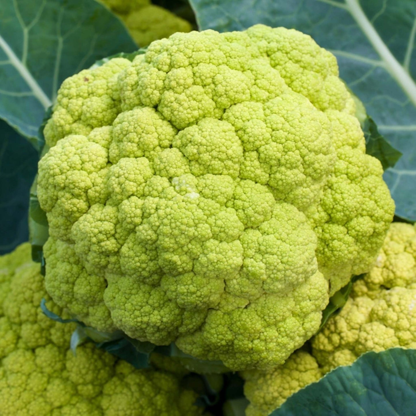 Green Cauliflower 'Verde di Macerata'