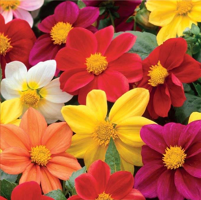 Dahlia variabilis Mignon mix
