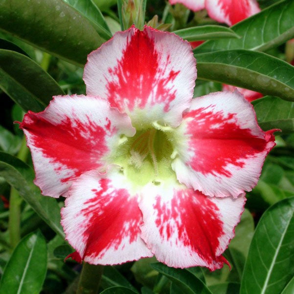 Adenium - Fragrant Delight