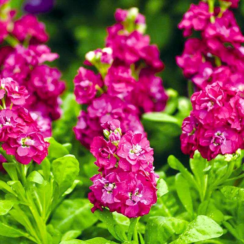 Dwarf Scarlet - Matthiola Incana