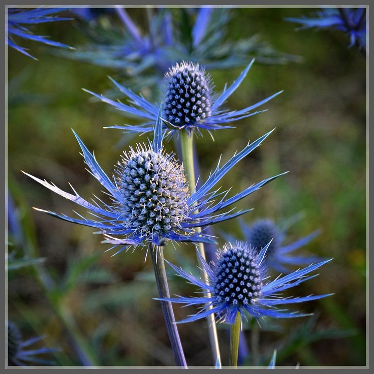 زهرة الهولي البحرية الزرقاء