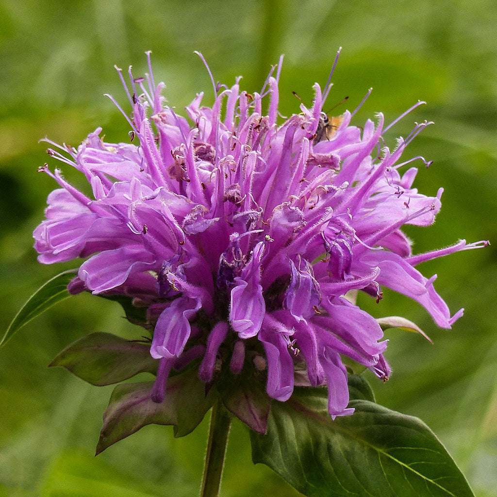 Wild Bergamot - Monarda Fistulosa