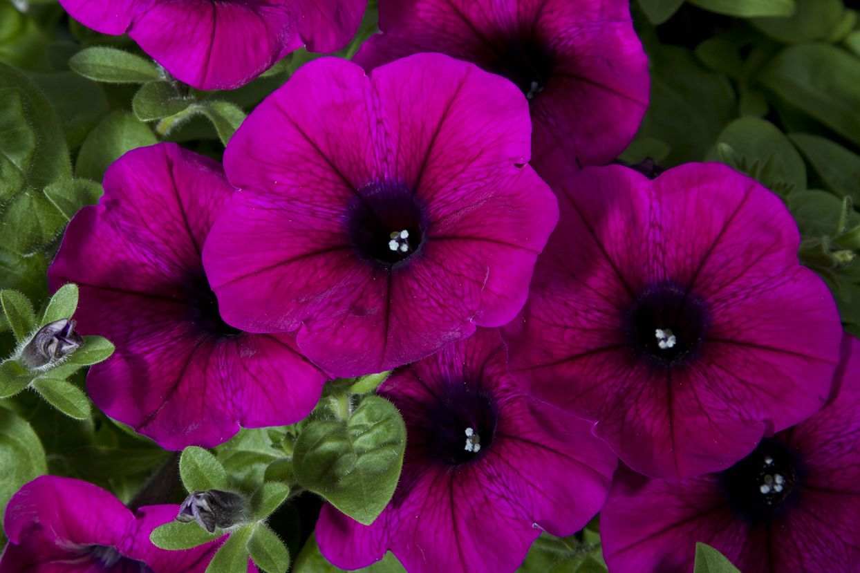 Violet Petunia