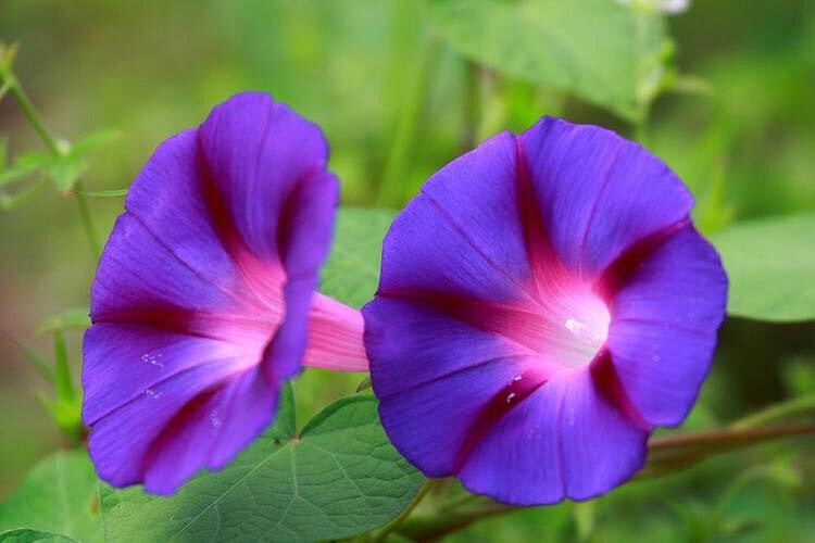 Fluorescent Morning Glory Feringa - Ipomoea purpurea