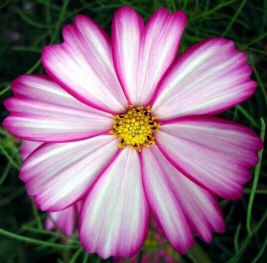 Cosmos - Candy Stripe