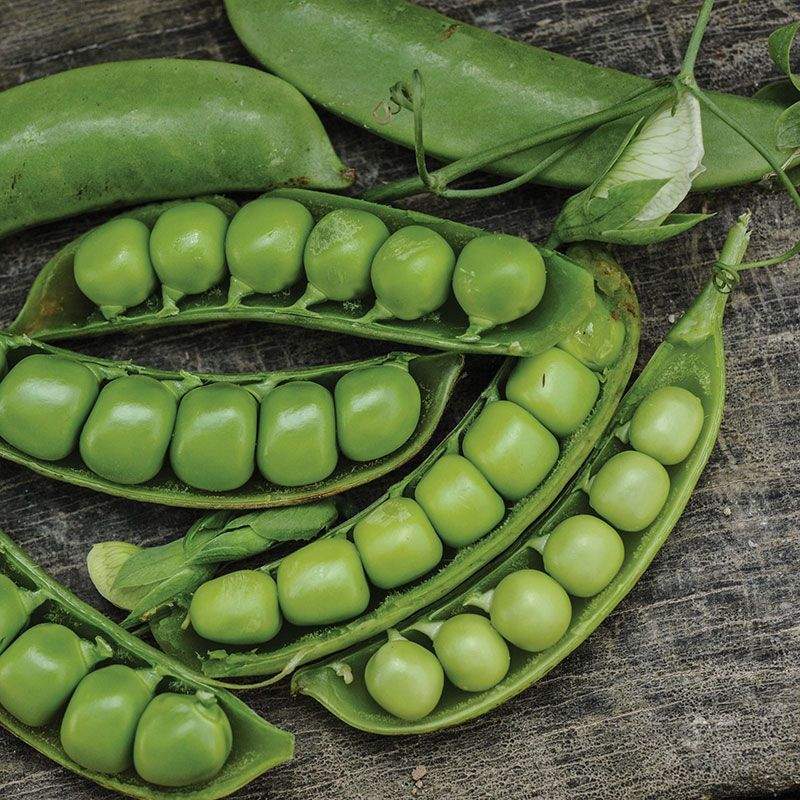 Dwarf Pea Piccolo Provenzale