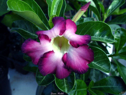 Adenium - Siam Violet