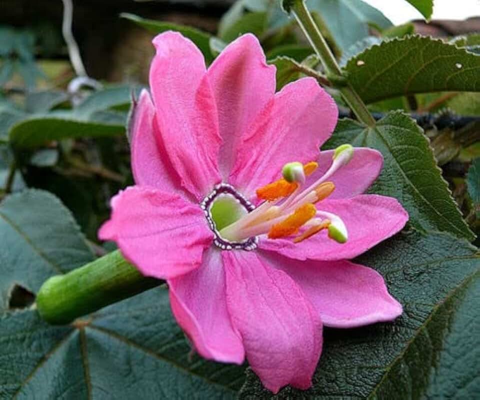Banana Passionfruit - Passiflora mollissima