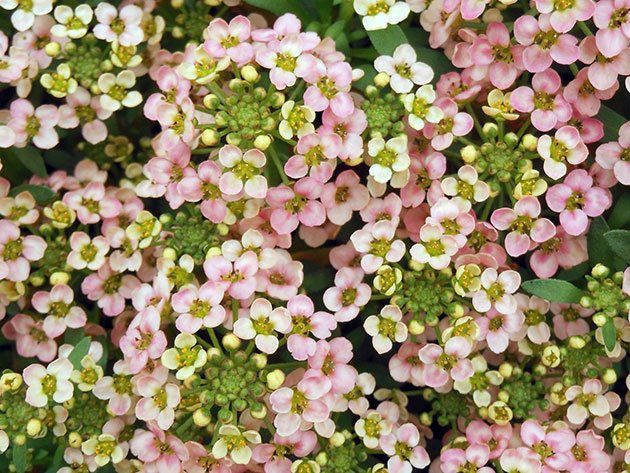 Sweet Alyssum 'Paletta' Salmon