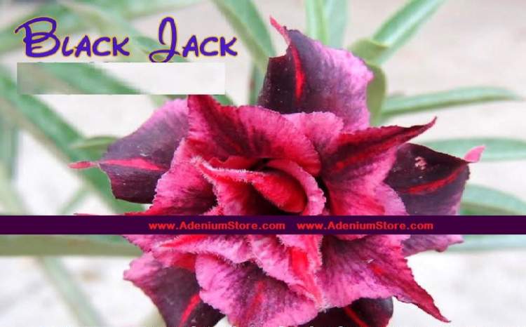 Adenium Obesum Black Jack