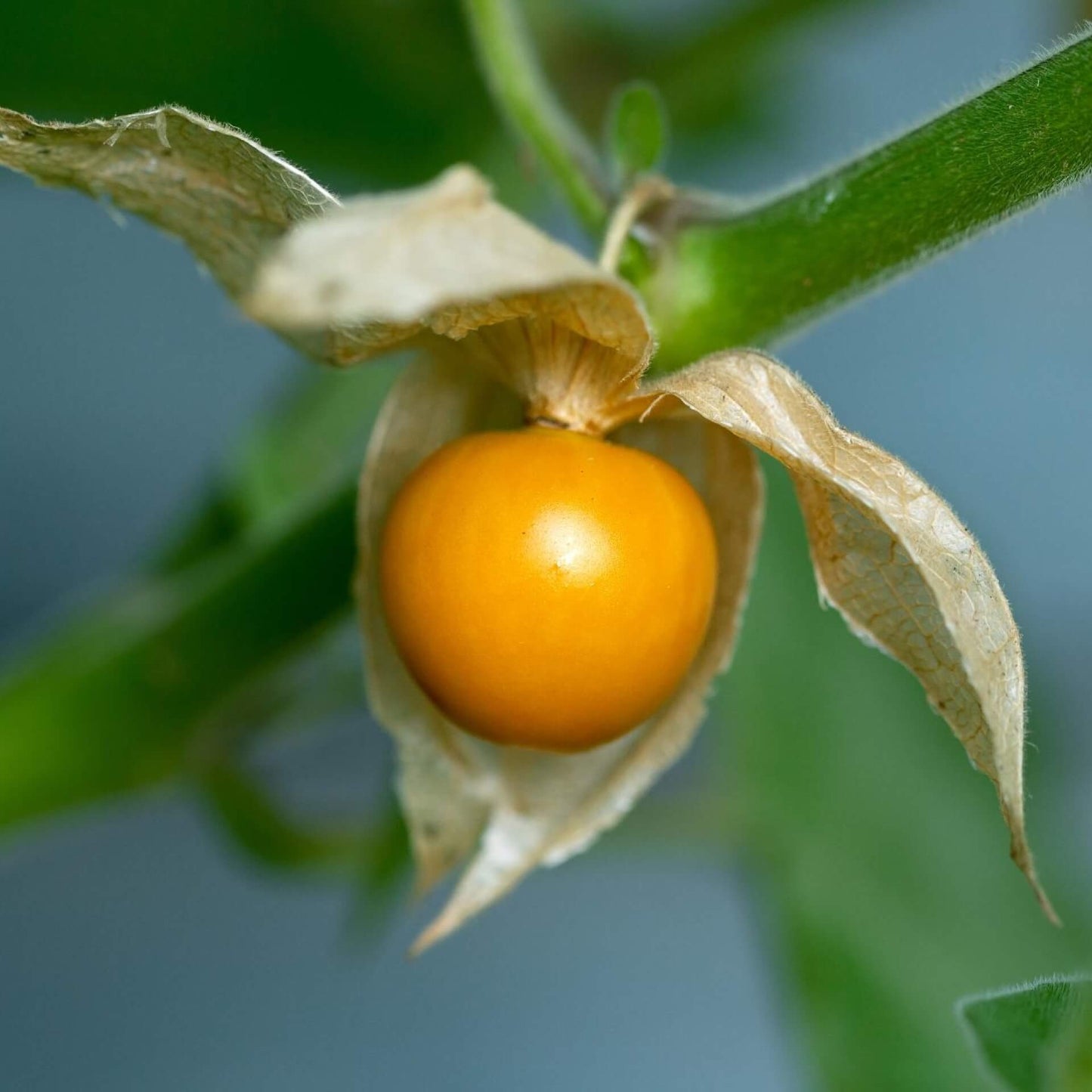 Medicinal Golden Strawberry Ground Cherry