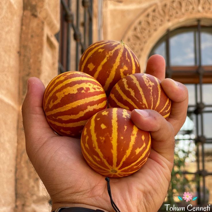 شمام النمر العطري