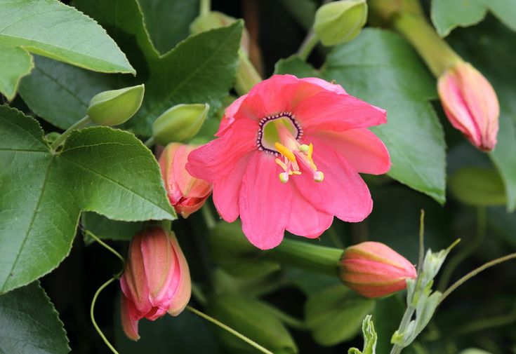 Passiflora Mollissima
