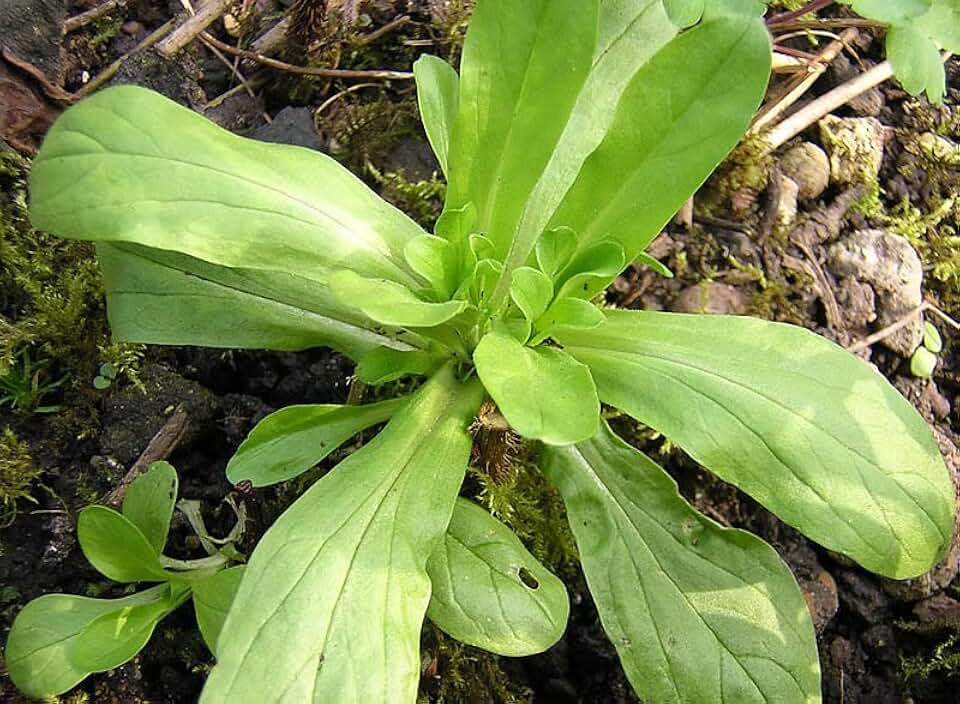 Valerianella Locusta Corn Salad