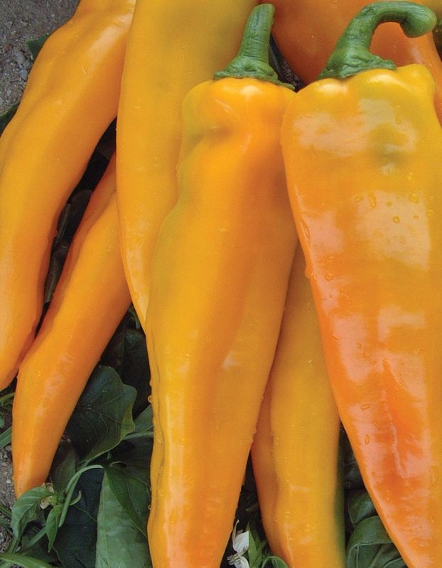 Yellow Bull's Horn Pepper