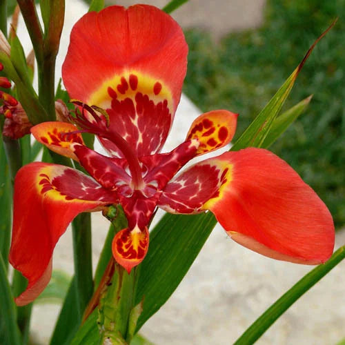 Tigridia Pavonia Red