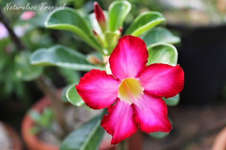 Adenium - Jackpot