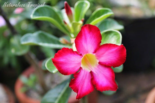 العدنة - الجائزة الكبرى