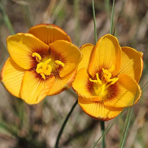 Habranthus Tubispathus Yellow