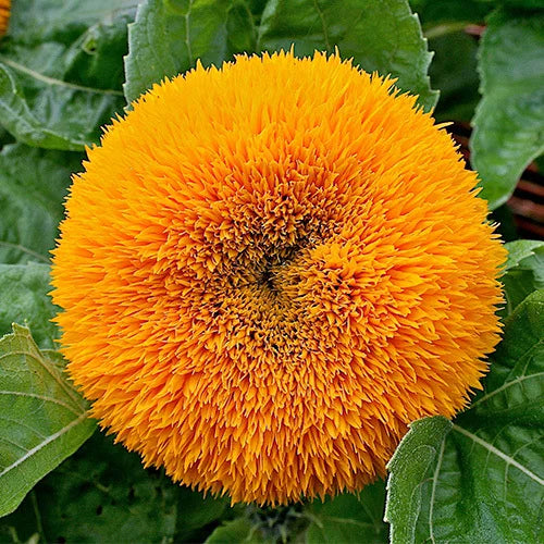 Sunflower 'Teddy Bear'