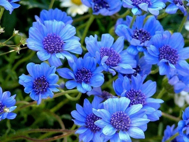The blue blues daisy - Felicia heterophylla