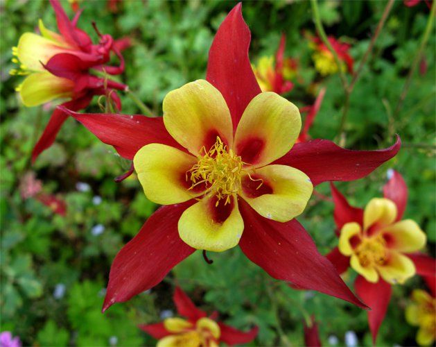 Columbine Mixed