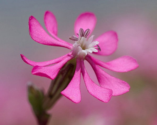 Silene Mix