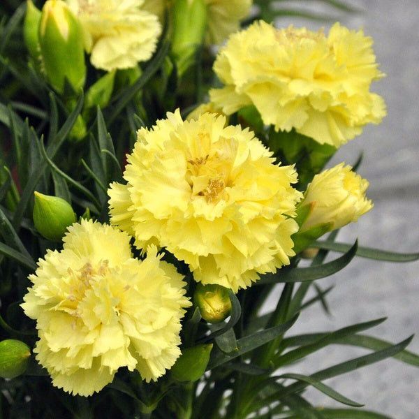 Dianthus Marie Cabaud Yellow