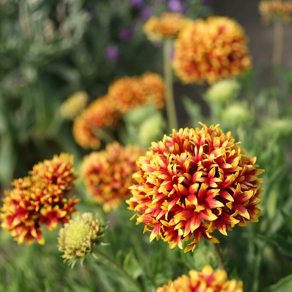 Gaillardia Pulchella Sundance Bicolor