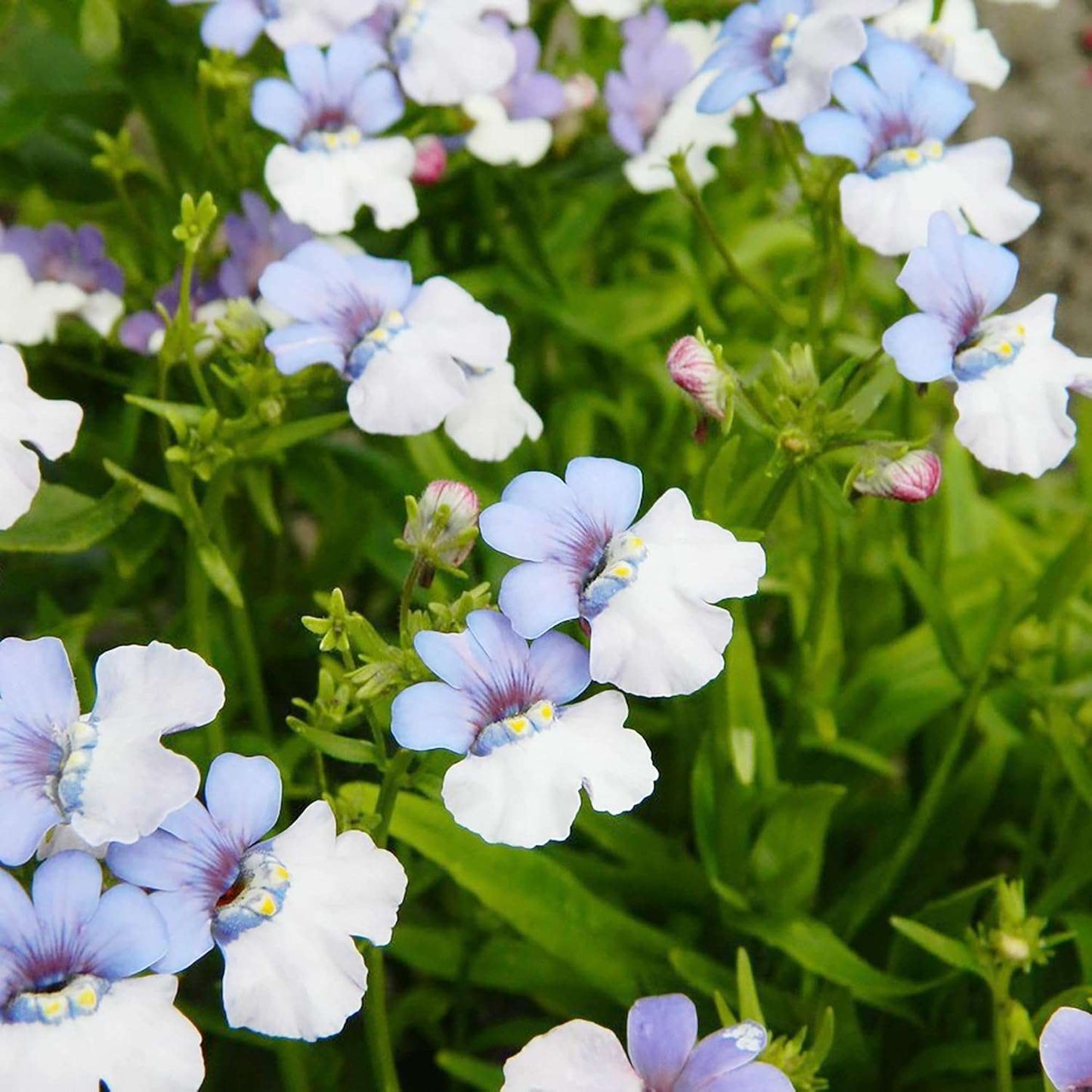 Nemesia Blue And White
