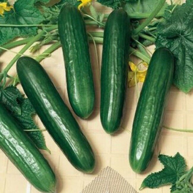 Cucumber F1