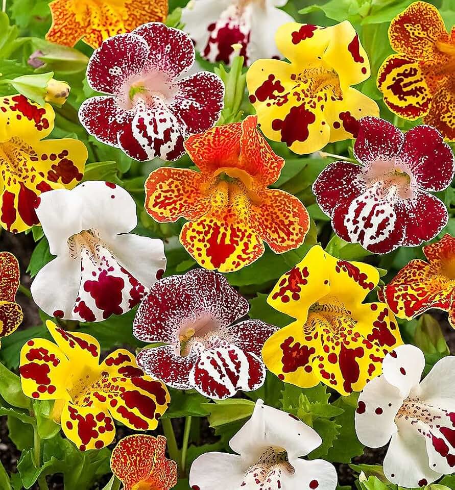 Monkey flower Mix